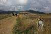 Camino de Santiago 4